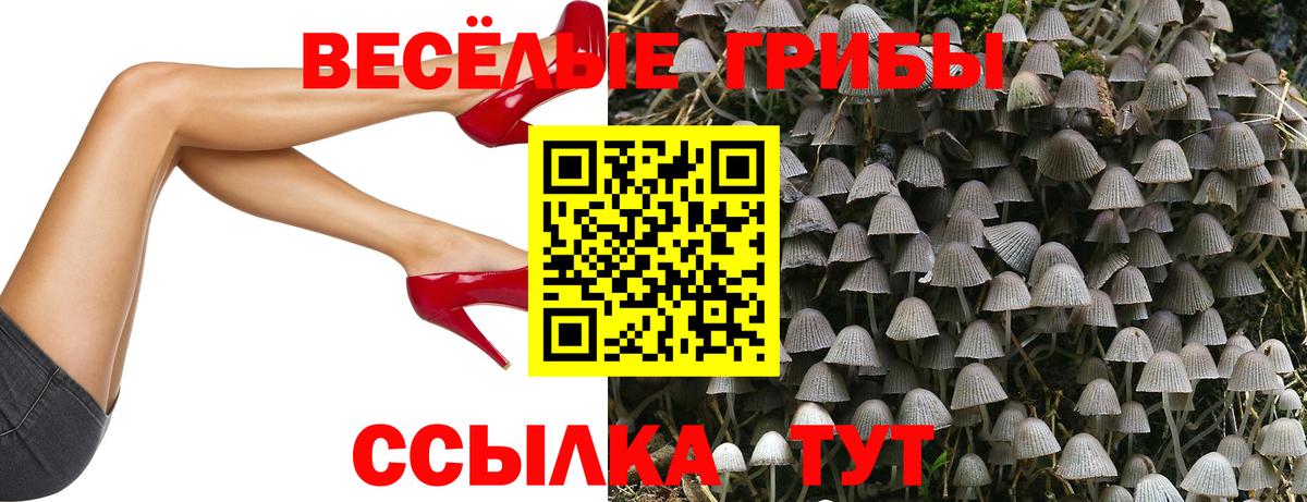 Балаково  Галлюциногенные грибы Cubensis  Вход с VPN 
